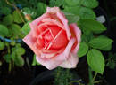 Invitation (hybrid tea, Swim rose photo