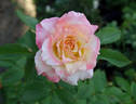 Little Darling rose photo