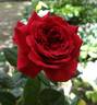 Camp David rose photo