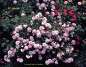 El Areana rose photo