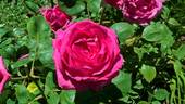 Laurent Carle rose photo
