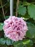Agnès Schilliger ® rose photo