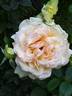 Alphonse Daudet ® rose photo