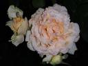 Alphonse Daudet ® rose photo