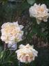 Alphonse Daudet ® rose photo