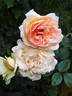 Alphonse Daudet ® rose photo