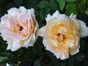 Alphonse Daudet ® rose photo