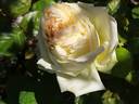 Alphonse Daudet ® rose photo