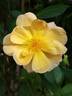 Amber Sun ® rose photo