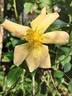 Amber Sun ® rose photo