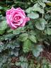 Anne-Sophie Pic rose photo