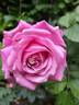 Anne-Sophie Pic rose photo