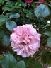 Anne-Sophie Pic rose photo