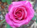 Anne-Sophie Pic rose photo