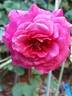 Anne-Sophie Pic rose photo