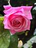 Anne-Sophie Pic rose photo