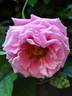 Anne-Sophie Pic rose photo