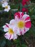 Arabesque rose photo