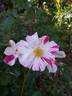 Arabesque rose photo