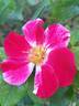 Arabesque rose photo