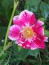 Arabesque rose photo