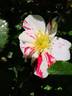 Arabesque rose photo