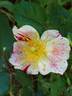Arabesque rose photo