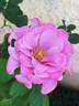 Barbra Streisand rose photo