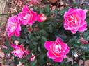 Belle de Clermont® rose photo