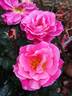 Belle de Clermont® rose photo