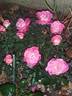Belle de Clermont® rose photo