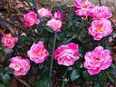 Belle de Clermont® rose photo