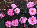 Belle de Clermont® rose photo