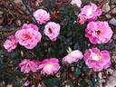 Belle de Clermont® rose photo