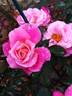 Belle de Clermont® rose photo