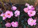 Belle de Clermont® rose photo