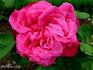 Auguste Hartmann rose photo