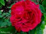 Crimson Queen rose photo