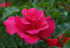 Monte Cristo rose photo
