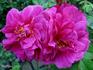 Mikado rose photo
