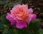 Eyecatcher rose photo