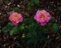 Eyecatcher rose photo