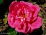 Hugh Watson rose photo