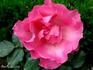 Madame Alexandre Julien rose photo