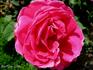 Docteur Brière rose photo