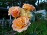 Country Lady rose photo