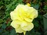 Anthony Meilland rose photo
