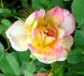 Bright Lights rose photo