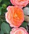 Busy Bee ™ rose photo