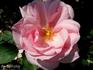 Eva de Grossouvre rose photo